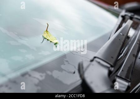 Solitary leaf seen on the windscreen of a typical car, seen after a heavy downpour. The car's wipers are visible and are about to be activated. Stock Photo