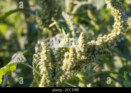 Amaranthus, red-root  pigweed amaranth, and common tumbleweed in meadow  flower closeup selective focus Stock Photo