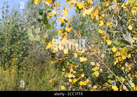 yellow poplar tree leaves on branch on sunny day Stock Photo