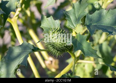 Datura stramonium, thorn apple, jimson weed,  devil's snare fruit and leaves closeup selective focus Stock Photo