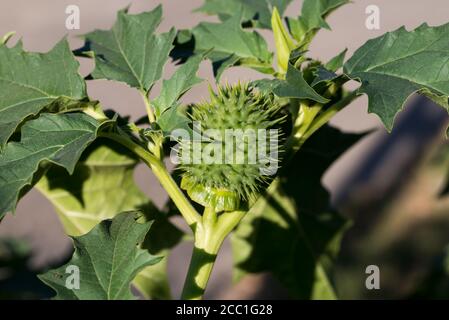 Datura stramonium, thorn apple, jimson weed,  devil's snare fruit and leaves closeup selective focus Stock Photo