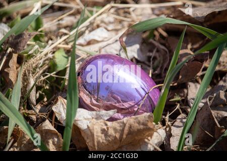 Bright pink Metallic Easter egg hidden in green grass and brown leaves . High quality photo Stock Photo