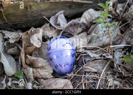 Bright purple Metallic Easter egg hidden in brown leaves . High quality photo Stock Photo