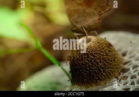 Selective focus on bamboo mushroom (Dictyophora indusiata) in the forest. Closeup bamboo mushroom. Fly bug on stink cap of long net stinkhorn. Stock Photo