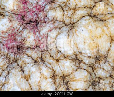 Close up of marble with red and yellow in white background Stock Photo