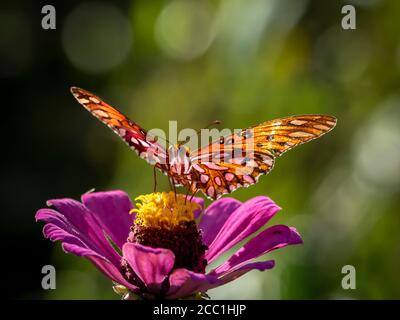 Close-up of a Gulf Fritillary butteryfly, Avgraulis vanillae nigrior,  on a Zinnia flower Stock Photo