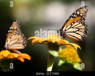 Close-up of a Monarch butterfly, Danaus plexippus, on a flower Stock Photo