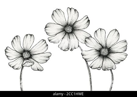 monochrome cosmos flowers drawing isolated on white, floral ink line art illustration with vintage cosmos flower, realistic flower drawing Stock Photo