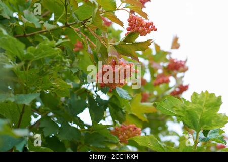 viburnum berries on a branch in the garden. selective focus Stock Photo