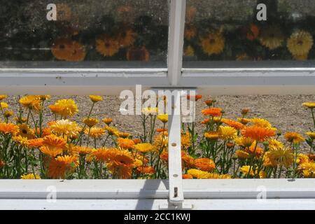 Golden Gerbera flowers outside a greenhouse at Audley End House in Essex England Stock Photo