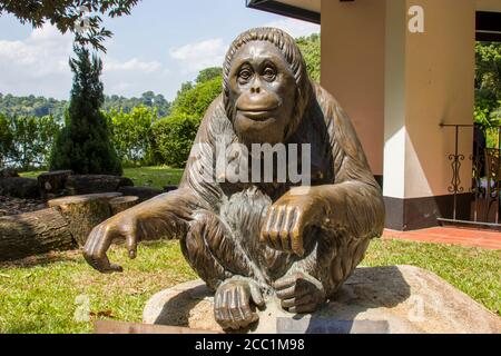 The bronze statue in memory of Ah Meng, a very famous female Sumatran orangutan (Pongo abelii) in Singapore Zoo. Stock Photo