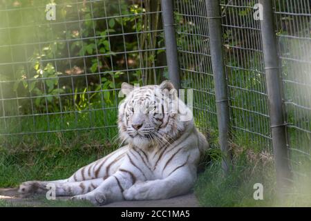 Closeup of a majestic white tiger lying on the grass in a cage during daylight Stock Photo