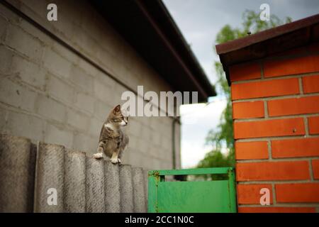 Hunt a cute ash kitten on an old slate fence. Stock Photo