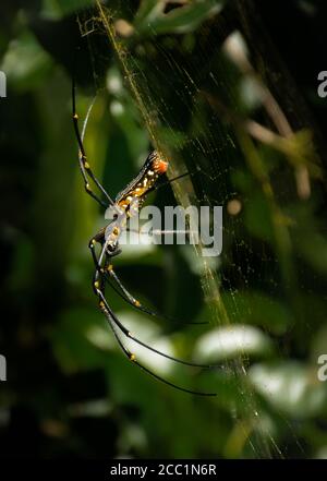 Closeup of a big colorful spider and its web in a forest nearby Cape D'Aguilar natural Marine Reserve in Hong Kong - China Stock Photo