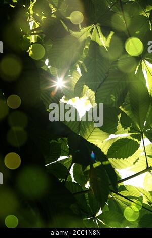 looking up among the branches of a wild chestnut tree through the green leaves a sun flare is visible, light is reflected all around Stock Photo
