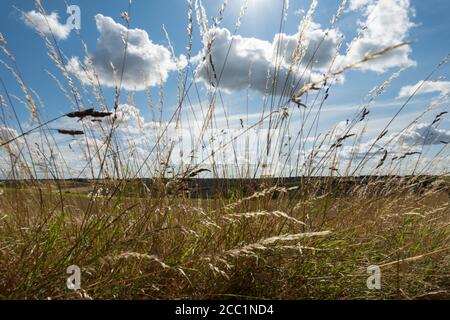 View through long grass to landscape and clouds Stock Photo