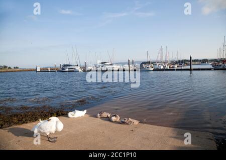 Mute swans ( Cygnus olor) with cynets on marina slipway. Stock Photo