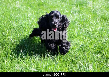 Adorable black Cocker Spaniel lying in a field Stock Photo