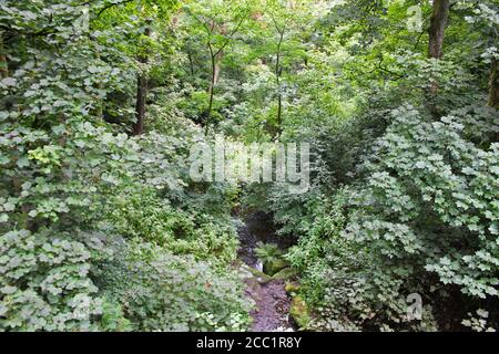 Stream running through an old growth forest in Smithills, England Stock Photo