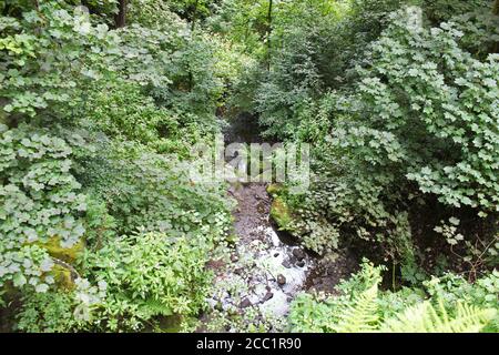 Stream running through an old growth forest in Smithills, England Stock Photo
