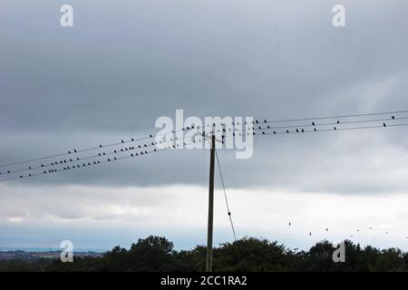 Birds lined up on telephone wires in front of dark clouds on Winter Hill, England Stock Photo