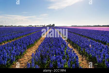 A field of Hyacinths near the town of Lisse, in the Netherlands Stock Photo