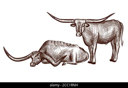 Two Texas Longhorn bulls, domestic animal ink sketch hand-drawn illustration isolated on white background illustration for coloring book page. Vector Stock Vector