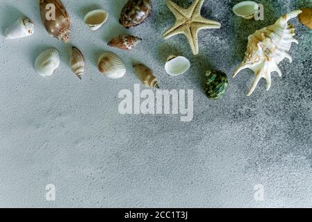 seashells and stars on a light background. Molluscs, starfishes background with copy space Stock Photo