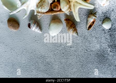 seashells and stars on a light background. Molluscs, starfishes background with copy space Stock Photo