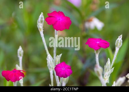 A bright pink Rose campion (Lychnis coronaria) in flower during the summer in Scotland. Stock Photo