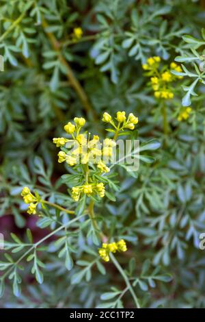 Ruta graveolens commonly known as rue, common rue or herb-of-grace. Stock Photo