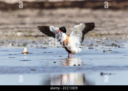 Germany, Schleswig Holstein, Shelduck bird spreading wings Stock Photo