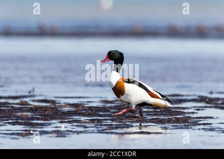 Germany, Schleswig Holstein,Shelduck bird perching in water Stock Photo