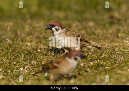 Germany, Hesse, Sparrows perching on grass Stock Photo