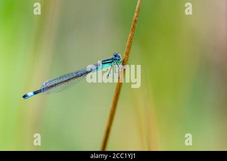 Common emerald damselfly in mid Wales Stock Photo