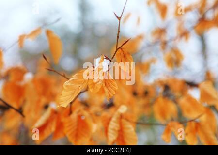 Dried leaves texture Stock Photo - Alamy