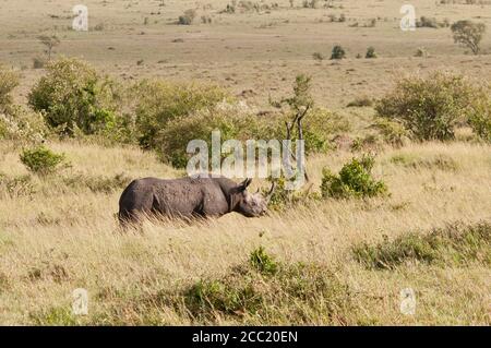 Africa, Kenya, Black rhinoceros in Maasai Mara National Park Stock Photo