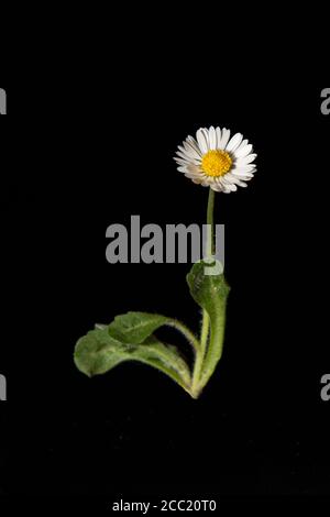 Common lawn daisy (Bellis perennis) Stock Photo