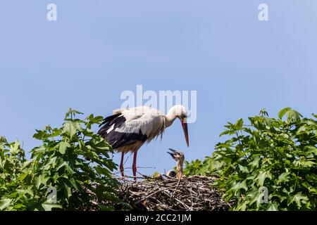 Germany, Hesse, White storks in nest Stock Photo