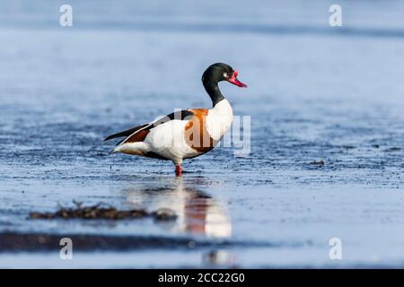 Germany, Schleswig Holstein, Shelduck bird perching in water Stock Photo