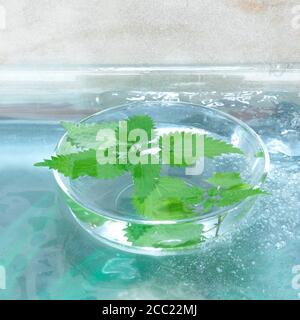 Stinging nettle in glass bowl (Urtica), close-up Stock Photo