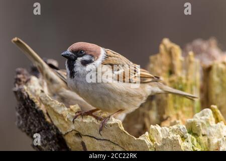 Germany, Hesse, Tree Sparrow perching on tree trunk Stock Photo