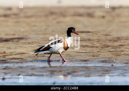 Germany, Schleswig Holstein, Shelduck bird perching in water Stock Photo