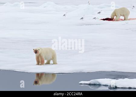 Europe, Norway, Svalbard, Polar bear with birds eating killed seal