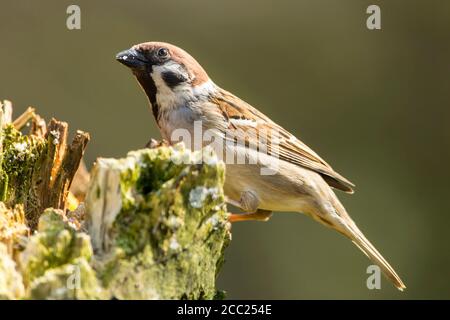 Germany, Hesse, Tree sparrow perching on tree trunk Stock Photo