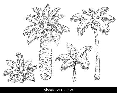 Palm tree set graphic black white isolated sketch illustration vector Stock Vector