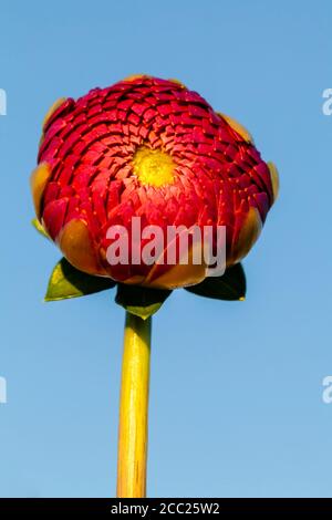 Germany, Hesse, Dahlia flower against clear sky Stock Photo