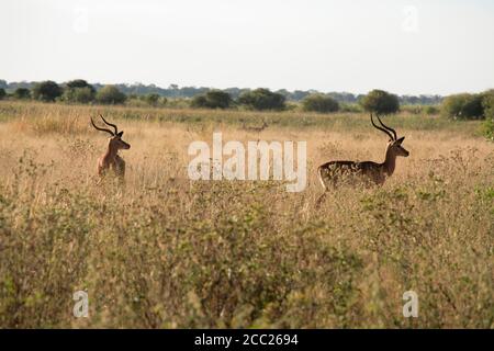 Africa, Botswana, Okavango Delta, Red lechwe in grass Stock Photo