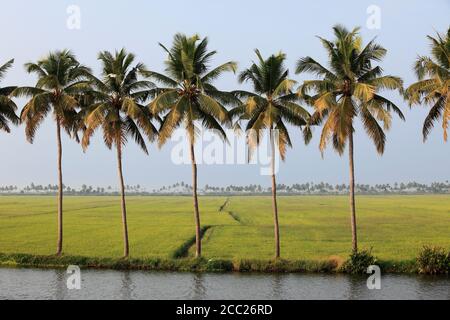 India, South India, Kerala, Alappuzha, View of palm trees and rice field Stock Photo