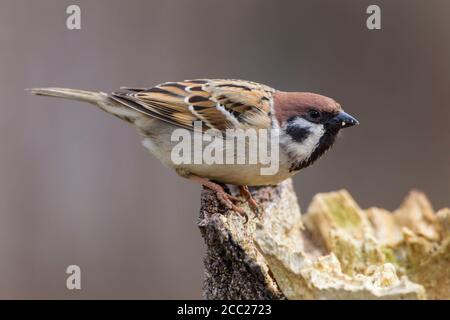 Germany, Hesse, Tree sparrow perching on tree trunk Stock Photo